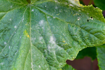 Symptoms of powdery mildew on cucumber (Sphaerotheca cucurbitae) in Japan