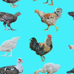 Farm birds, seamless pattern.