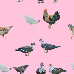 Farm birds, seamless pattern.