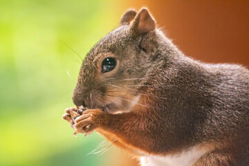 squirrel eating nut