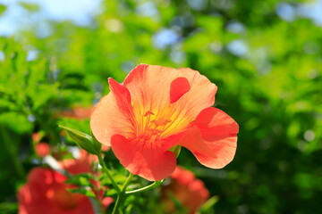 ノウゼンカズラ