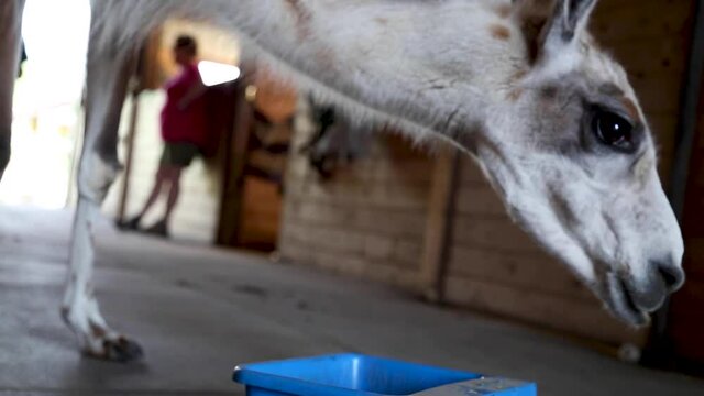 A llama drinking water from a bucket at a farm in upstate New York.