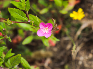 detalhes da flor rosa