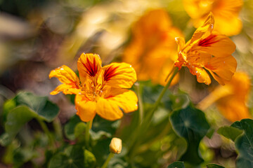 yellow flower in the garden