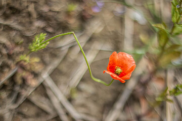 red poppy flower