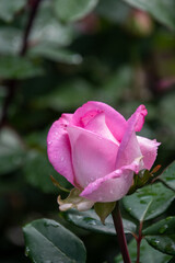 Pink Rose flower with dewdrops .  Vancouver BC Canada
