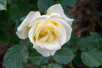 White Rose flower with dewdrops .  Vancouver BC Canada
