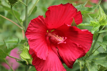 red hibiscus flower