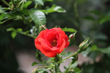 red rose in garden