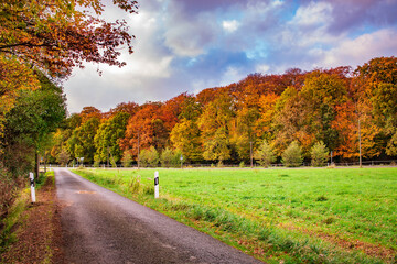 road in autumn