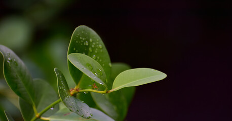 
Green leaves with dew drops
Beautiful and natural in the forest, looking and refreshing