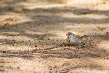 bird on the sand