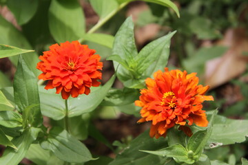 orange dahlia flower