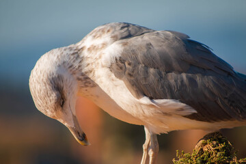seagull on the beach