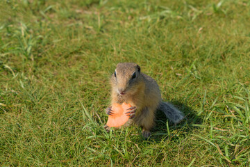 Portrait of a young ground squirrel. Rodent holds a slice of carrot. Animal smiles joyfully. Meadow with green grass.