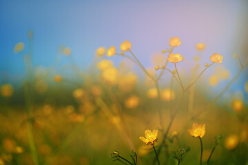 yellow wildflowers taken closeup outdoors. concept of nature, conservation and togetherness