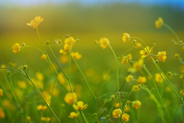 Fototapeta na wymiar wildflowers filmed close-up outdoors