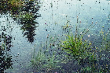 Nature background of green vegetation and stones in clear water. Greenery on bottom of mountain lake after flood. Reflection of trees silhouettes in calm transparent water surface. Underwater flora.