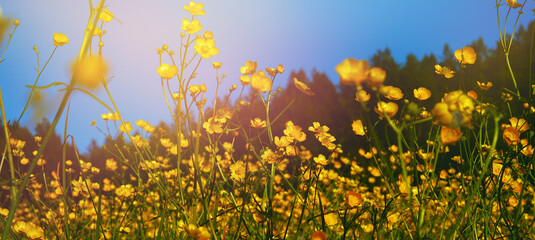 yellow wildflowers taken closeup outdoors. concept of nature, conservation and togetherness