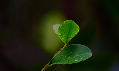 
Green leaves with dew drops
Beautiful and natural in the forest, looking and refreshing