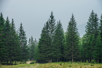 Fototapeta na wymiar Atmospheric green forest landscape with firs in mountains. Minimalist scenery with edge coniferous forest and rocks in light mist. View to conifer trees and rocks in light haze. Mountain woodland.