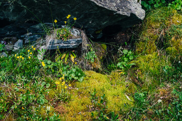 Beautiful small yellow flowers grows on stone among mosses and grasses of highlands. Scenic nature backdrop with lush greenery of mountains. Vivid green wild flora. Colorful natural backdrop of autumn