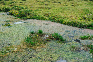 Scenic nature background of swamp with small flowers, grasses and mosses. Natural backdrop with rich wild flora of mountains in marsh. Green orange mosses in water. Nature texture of highland flora.
