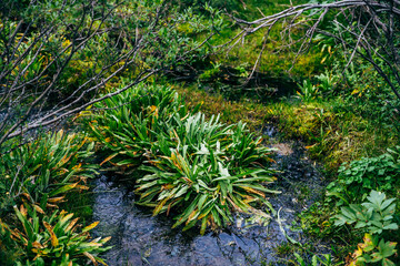 Scenic nature background with lush vegetation in small mountain stream. Beautiful highland flora in small river. Idyllic nature scenery with rich alpine greenery and spring water. Vivid wild plants.