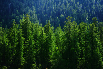 Obraz premium thicket. two strips of forest at different distances.