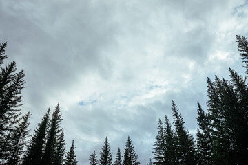 Silhouettes of fir tops on cloudy sky background. Atmospheric minimal forest scenery. Tops of green conifer trees against gray overcast sky. Nature backdrop with firs and sky. Woody mystery landscape.