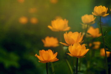 orange summer flowers in the field closeup