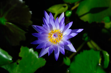A Purple Water Lily in the Morning Sun