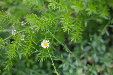 White daisy in a spring meadow is covered with dew drops.