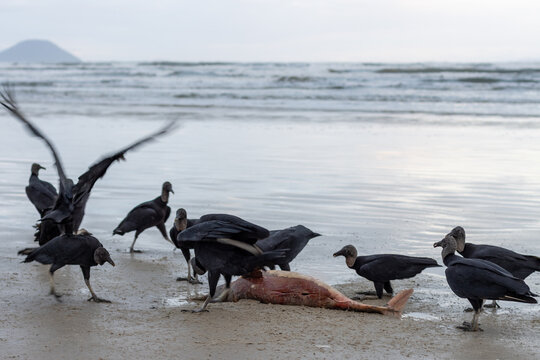 Urubus disputando pedaço de comida na praia