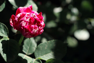 pink rose on a green background