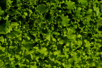 Fototapeta na wymiar Fresh lettuce leaves. close-up top view