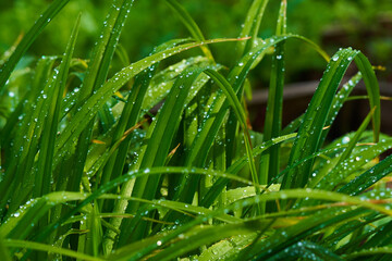 Fototapeta premium Beautiful background of green thickets. various dew-covered leaves