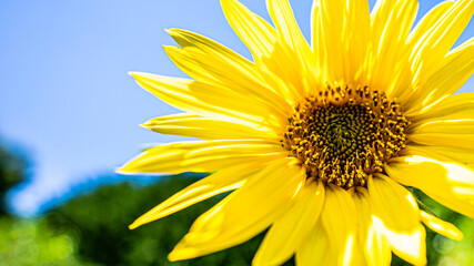 Summer sunflower macro. 16x9.