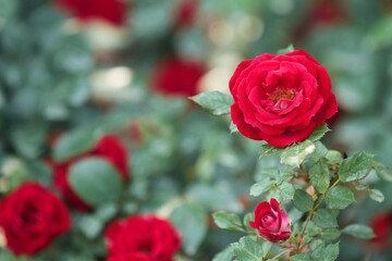 red roses in garden
