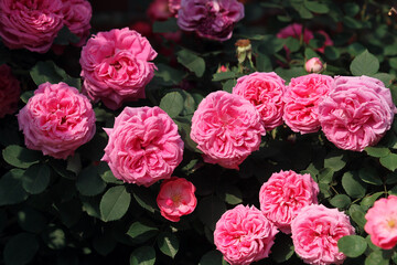 Obraz na płótnie Canvas pink roses background. flower wall