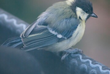 blue tit parus major