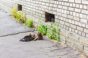 homeless cat young  mom feeding kittens lying breastfeed cute   fluffy