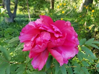 Single large pink peony, or paeony, in a leafy and partially blurred green background.