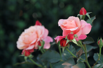 pink rose in garden