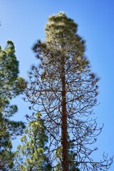 Beautiful trees landscape