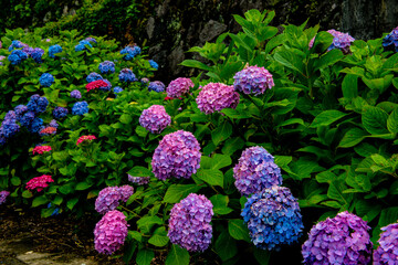 枝川内のアジサイ