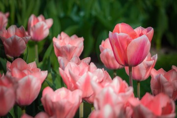 pink tulips in spring