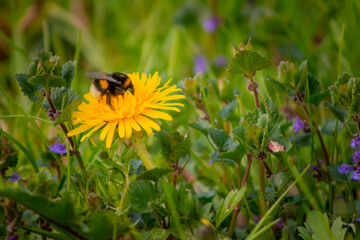 bee on dandelion