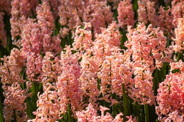 pink flowers in the garden