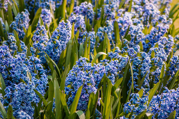 blue flowers in the garden